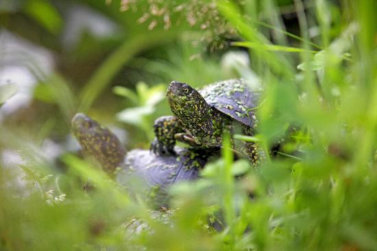 Sumpfschildkröten in der Pfalz von Fredrik Von Erichsen