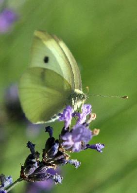 Schmetterling im Botanischen Garten in Gießen