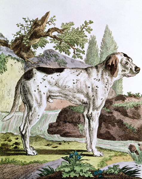 A Pointer, illustration from ''Histoire Naturelle'' Georges Louis Leclerc (1707-88) Count of Buffon, von French School