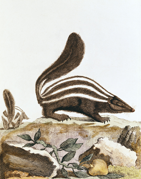 Skunk, from ''Histoire Naturelle'' Georges Louis Leclerc Buffon (1707-88) 1749-1804 von French School