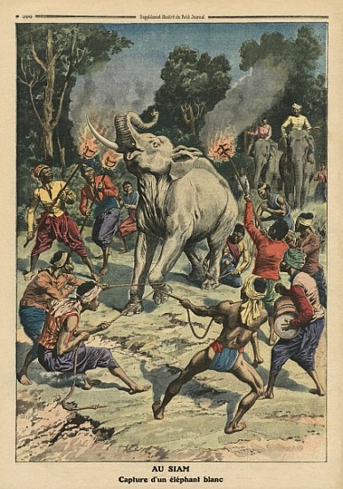 Catching a white elephant in Siam, illustration from ''Le Petit Journal'', supplement illustre, 10th von French School