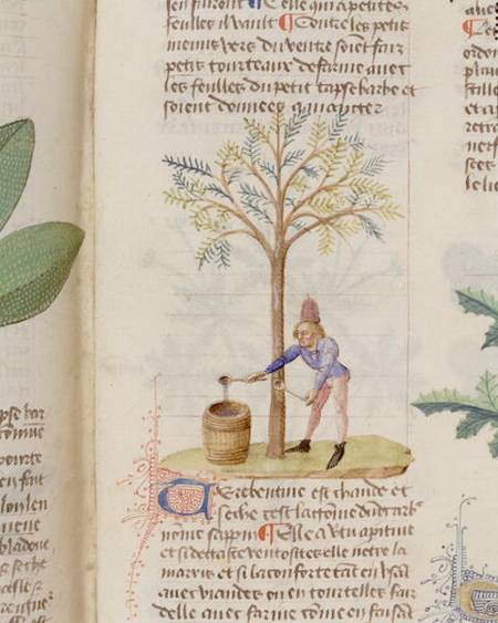 Collecting Turpentine, from 'Grand Herbier' by Pedanius Dioscorides c.40-90 AD) von French School