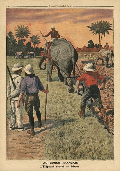 In French Congo, elephant trained to ploughing, illustration from ''Le Petit Journal'', supplement i von French School
