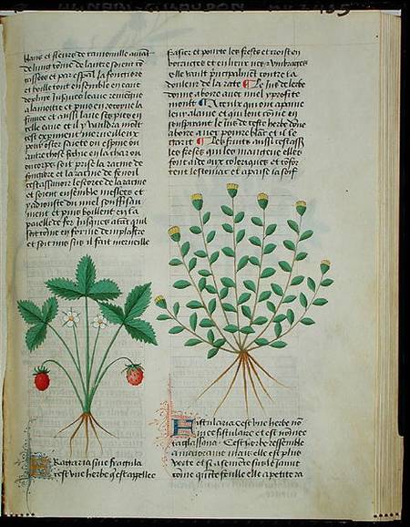 Strawberry Plant, from 'Grand Herbier' by Pedanius Dioscorides c.40-90 AD) von French School