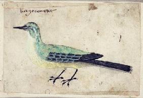 Study of a Bird c.1620