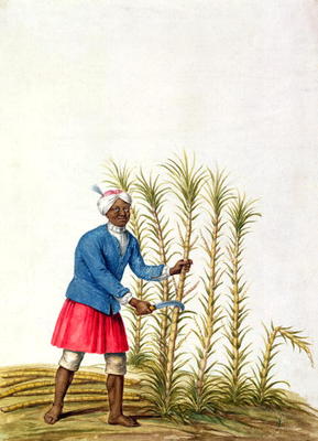 Slave cutting sugar cane, from the Illes de l'Amerique in the Antilles, end of the 17th century (w/c von French School, (17th century)