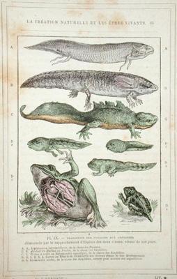 Transition of Fish into Amphibians, from a book by Dr. Rengade, c.1880 (engraving) 1562