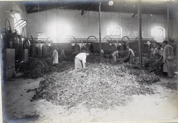 Distillation of Geranium, from 'Industrie des Parfums a Grasse', c.1900 (photo) von French School, (20th century)