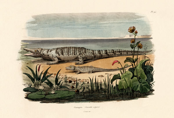 Crocodiles von French School, (19th century)