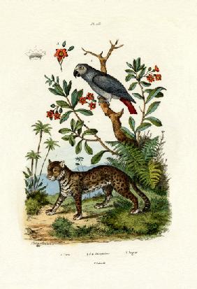 African Grey Parrot 1833-39