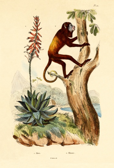 Aloe vera von French School, (19th century)