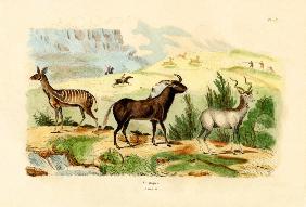 Antelopes 1833-39