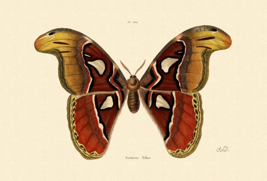 Atlas Moth von French School, (19th century)