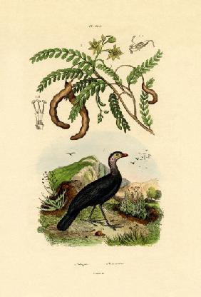 Australian Bush Turkey 1833-39