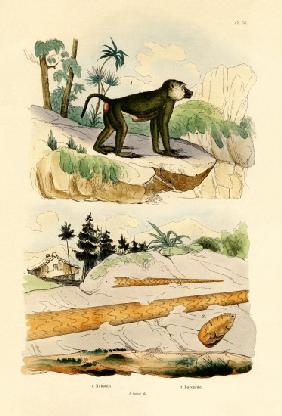 Baboon 1833-39