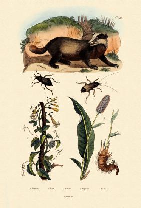 Badger 1833-39