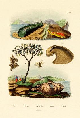 Balloonfish 1833-39