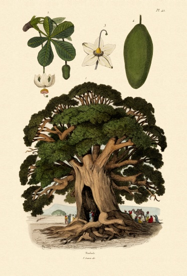 Baobab Tree von French School, (19th century)