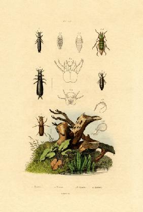 Bark Beetle 1833-39