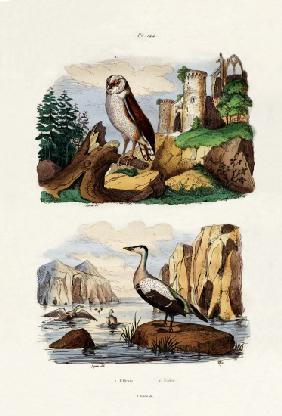 Barn Owl 1833-39