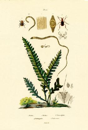 Bee Beetle 1833-39