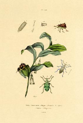 Beetles 1833-39