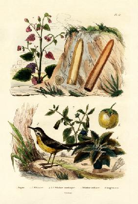 Begonia 1833-39