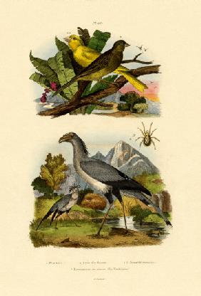 Bird Mite 1833-39