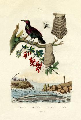 Bird of Paradise 1833-39