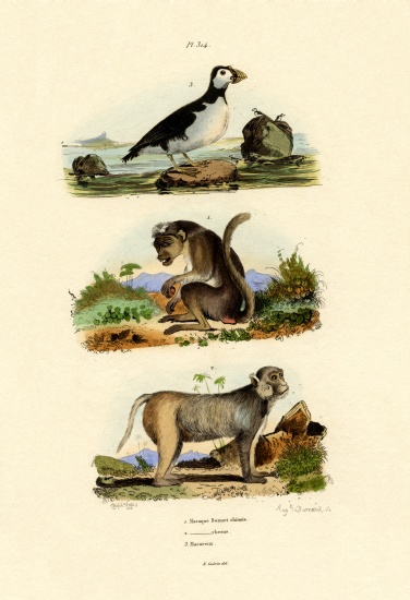 Bonnet Macaque von French School, (19th century)