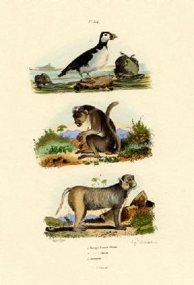 Bonnet Macaque 1833-39