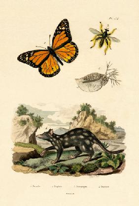 Butterfly 1833-39