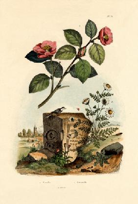 Camellia 1833-39