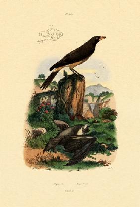 Common Pipistrelle 1833-39
