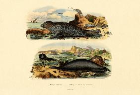 Common Seal 1833-39