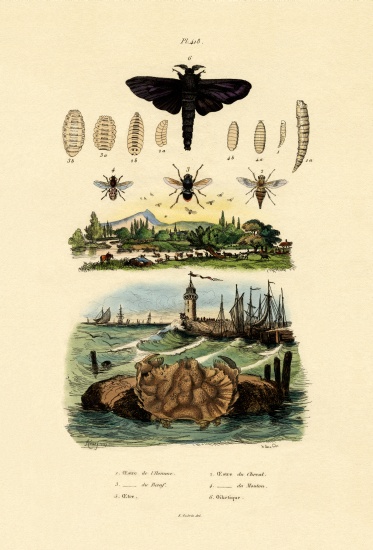 Dark Giant Horsefly von French School, (19th century)