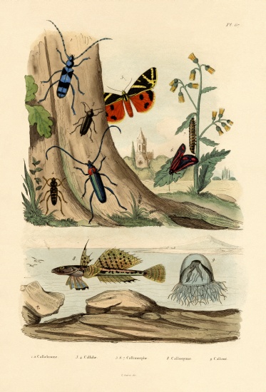 Dew Moth von French School, (19th century)