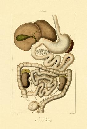 Digestive System 1833-39