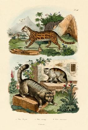 Domestic Cat 1833-39