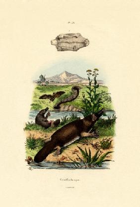 Duck-Billed Platypus 1833-39