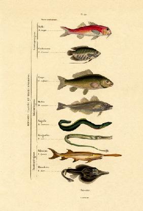 Fish 1833-39