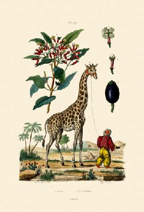 Giraffe 1833-39