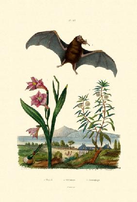 Gladiolus 1833-39