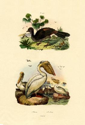 Great White Pelican 1833-39