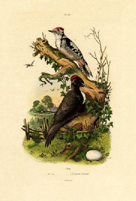 Greater Spotted Woodpecker 1833-39