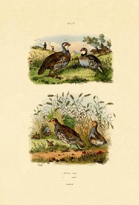 Grey Partridge 1833-39