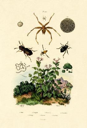Ground Beetle 1833-39