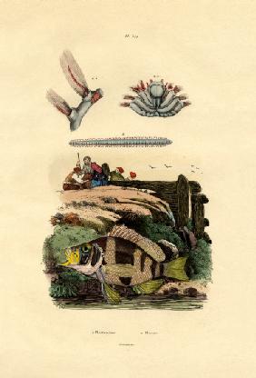 Grouper 1833-39