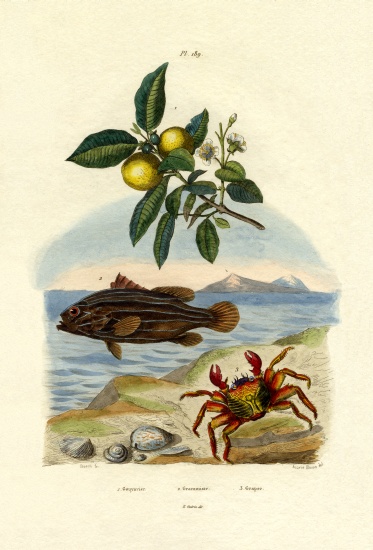 Guava von French School, (19th century)