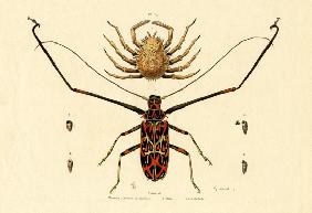 Herlequin Beetle 1833-39